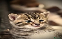 Ragdoll cats for sale: 🌟 Ragdoll x Bengal – Exquisite Baby Kittens 🌟 - Image 3