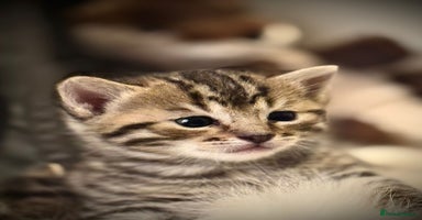 Ragdoll cats - Advert 13
