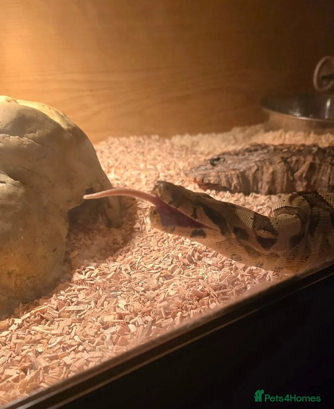 Boa Snake reptiles for sale: Red Tail Boa - Advert 2