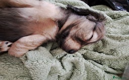 Miniature Dachshund dogs for sale: 3 Cute Longhaired Mini Dachshunds Pedigree - Image 14