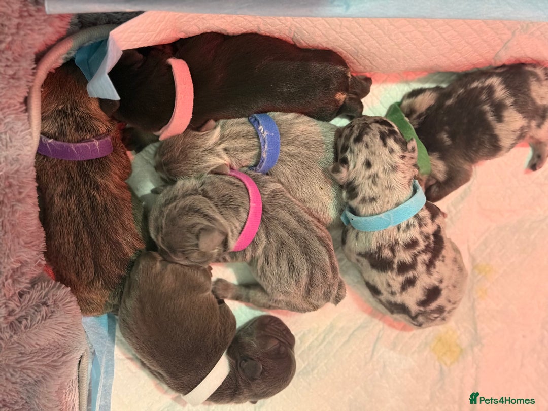 French Bulldog dogs for sale: French bulldog puppies for sale! - Advert 36