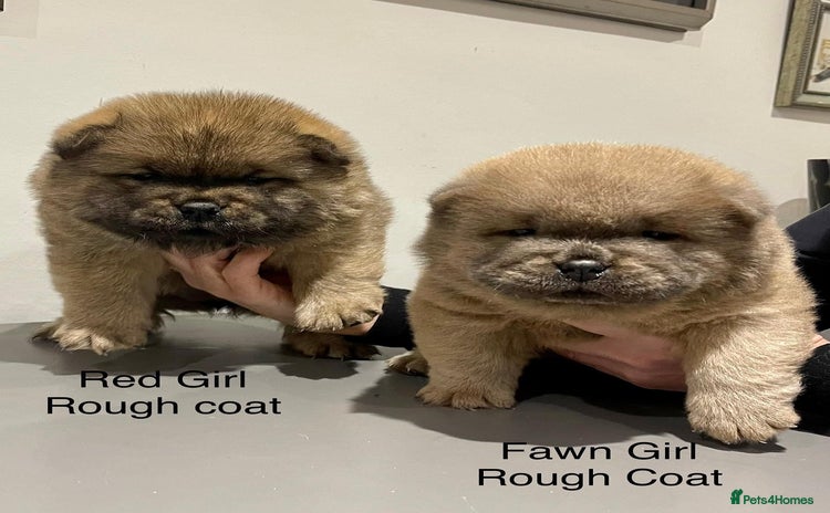 Chow Chow dogs - Advert 11