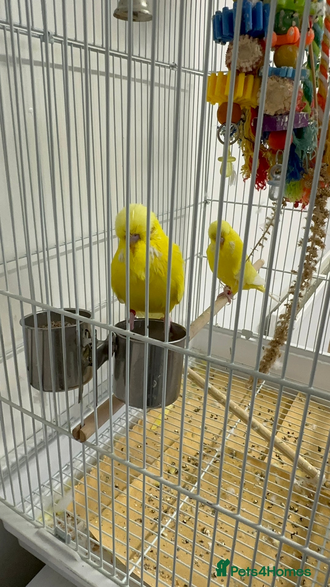 Budgerigars birds for sale: Adult Male Budgies & Cage - Advert 6
