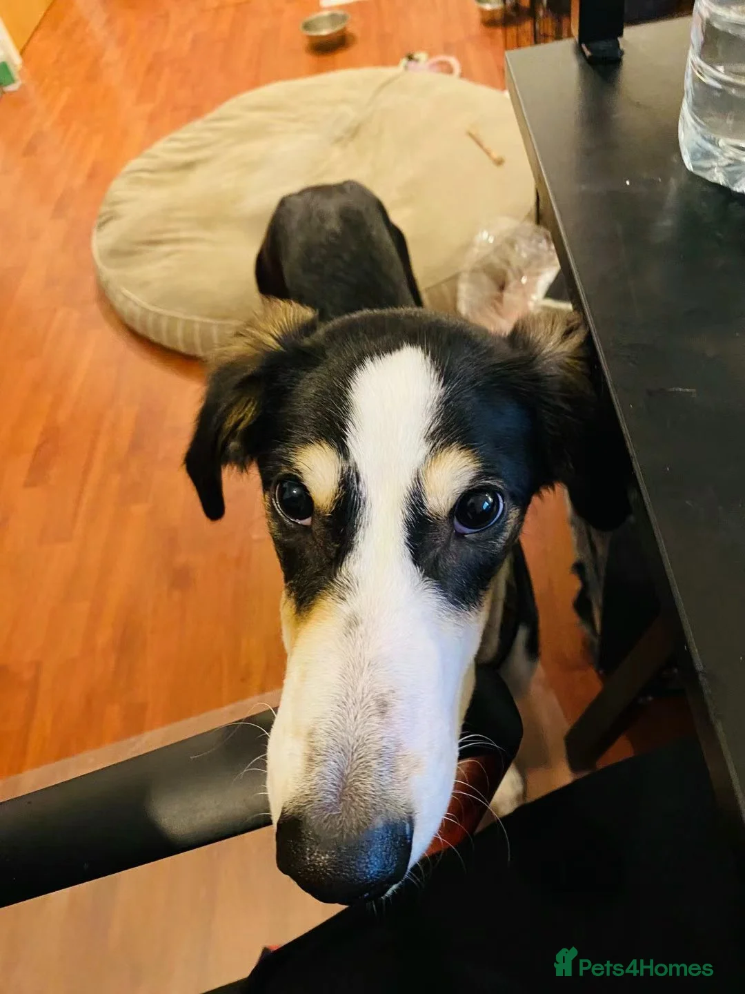 Mixed Breed dogs for sale: Gentle Saluki Cross Seeking Loving Home - Advert 2