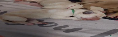 Labrador Retriever 8