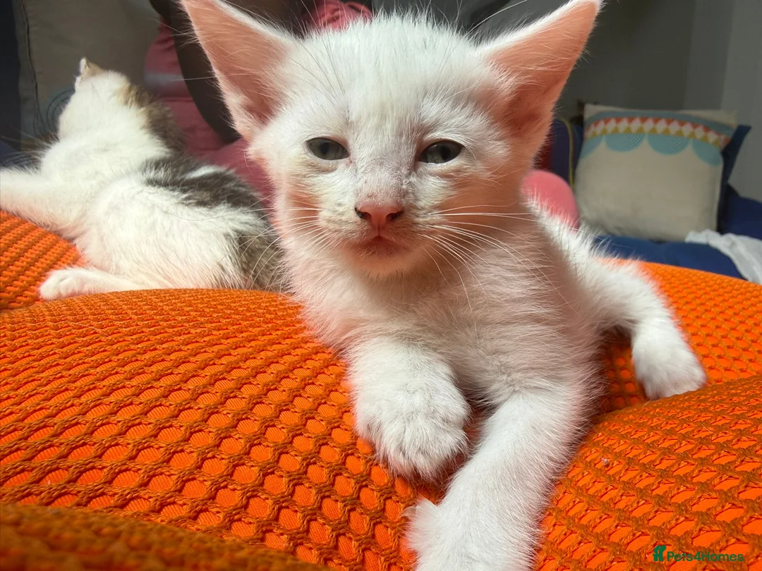 Mixed Breed cats for sale: 5 kittens for sale with intriguing features  in Birmingham - Advert 2