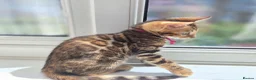 Bengal cats for sale: ⚜️Bengal kittens Tica registered ⚜️ - Advert 4