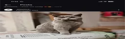 British Shorthair cats for sale: GCCF British Shorthair kittens  - Advert 7