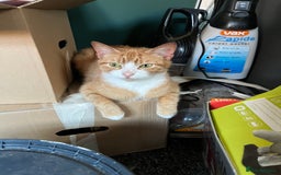 British Shorthair cats for sale: 4 year old ginger girl - Image 3
