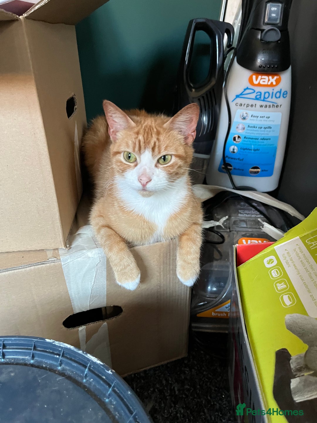 British Shorthair cats for sale: 4 year old ginger girl - Image 3