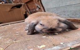 Mini Lop rabbits for sale: Mini Lops - Image 1