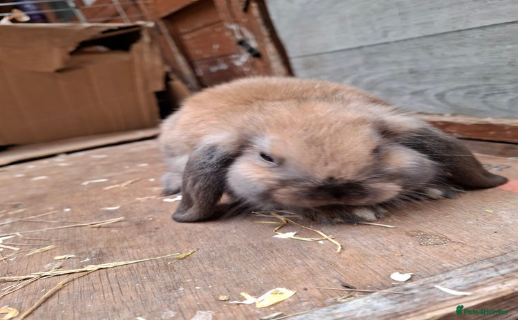 Mini Lop rabbits - Advert 3