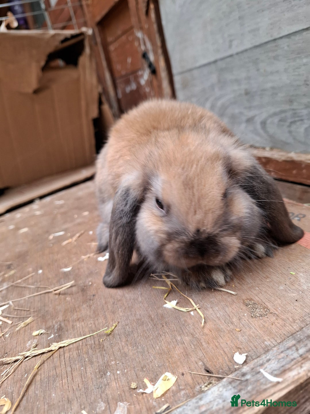 Mini Lop rabbits for sale: Mini Lops - Image 1