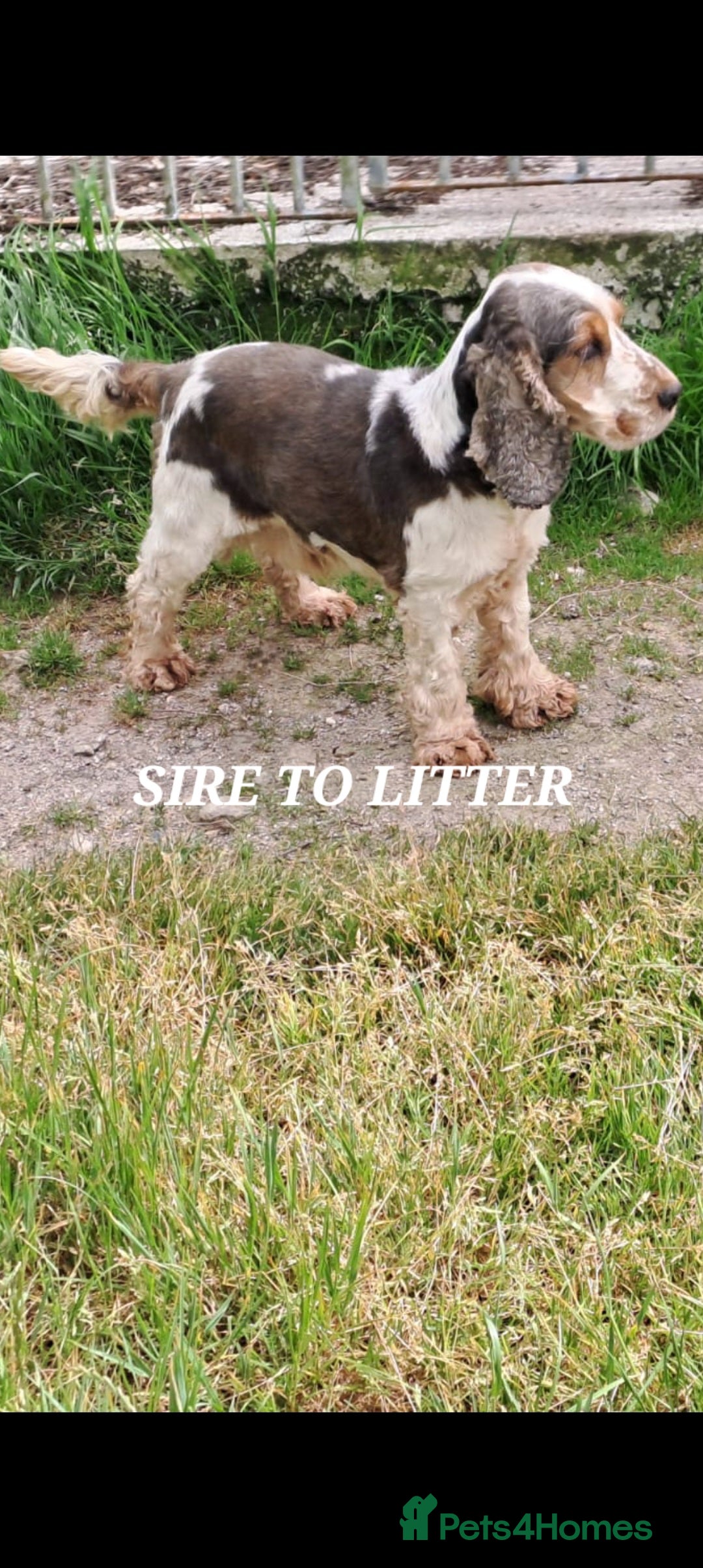 Cocker Spaniel dogs for sale: QUALITY COCKER SPANIAL PUPPIES VARIOUS COLOURS - Image 10