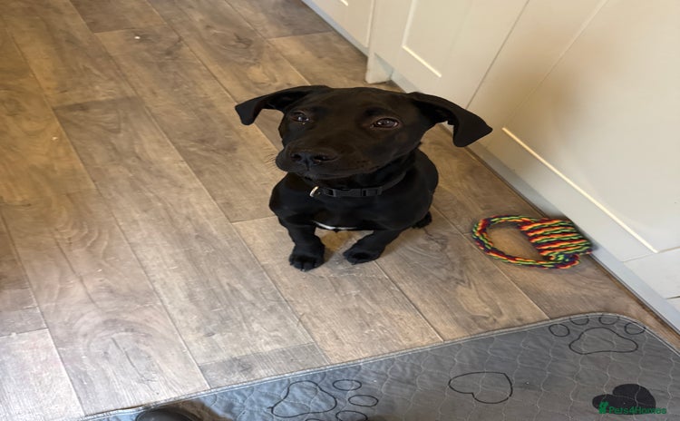 Labrador Retriever dogs - Advert 2