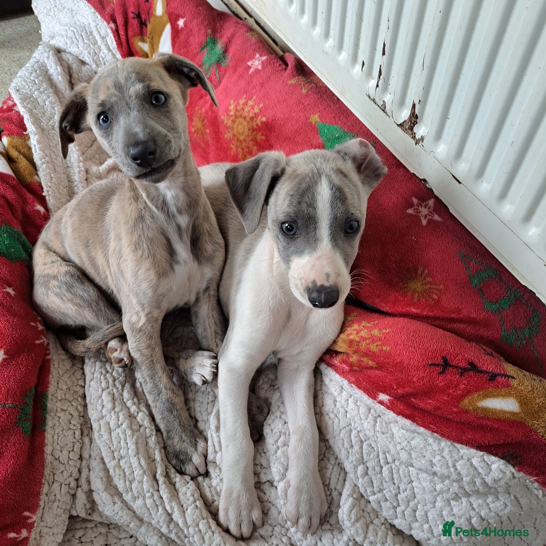 Bedlington Whippet Puppies For Sale Gumtree Whippet Puppies Jack Whippet  Bedlington Whippet Cross Olx, image size:1080x1080