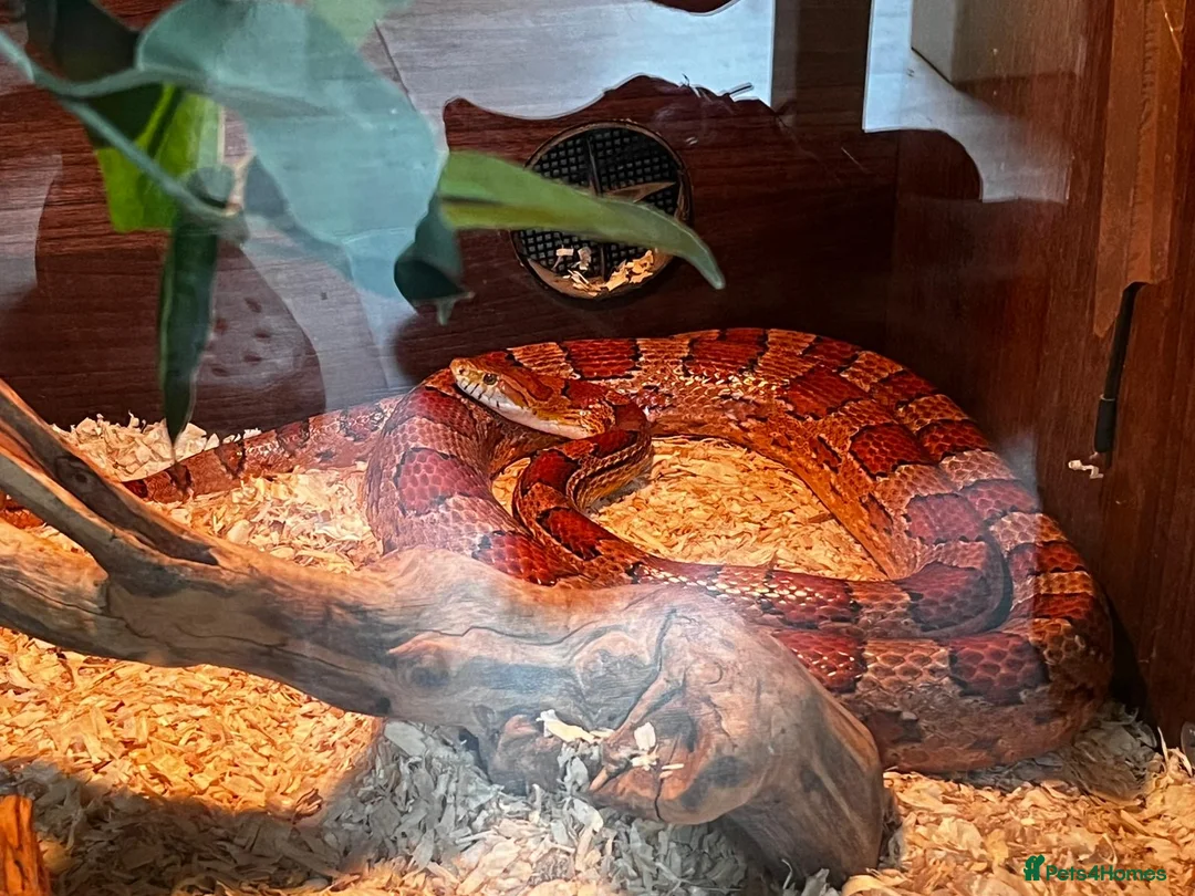 Corn Snake reptiles for sale: Corn snake  - Advert 5