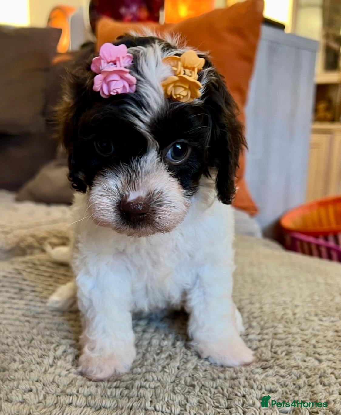 Cavapoo dogs for sale: LAST ONE!! Toy Cavapoo from health tested parents - Advert 1