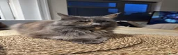 Maine Coon cats for sale: Pure maine coon cat 3 years old - Advert 1