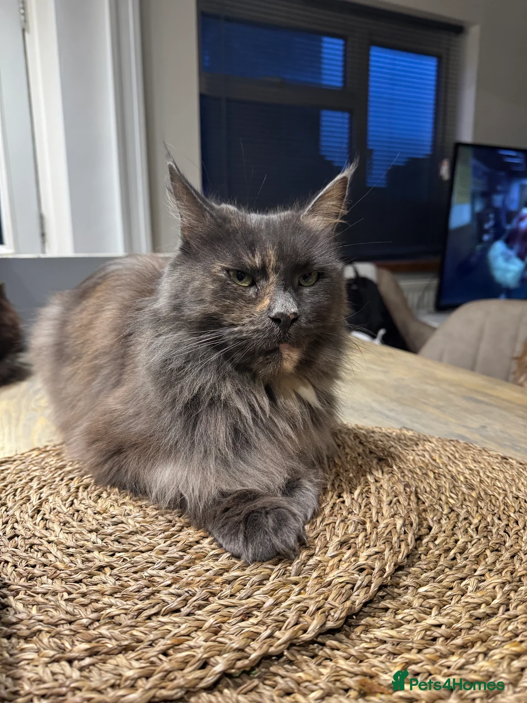 Maine Coon cats for sale: Pure maine coon cat 3 years old - Advert 1