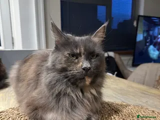 Maine Coon cats Pure maine coon cat 3 years old - Advert 2