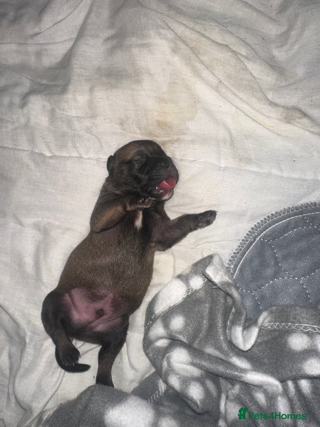 Mixed Breed dogs for sale: American bull staff puppies  - Image 6