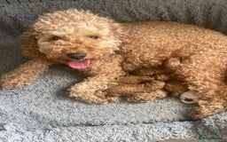 Cavapoo dogs for sale: F1b Cavapoos - Image 19