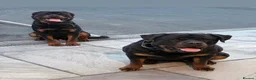 Rottweiler dogs for sale: Beautiful Chunky Rottweiler Puppies Now Here  - Advert 8