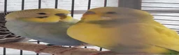 Budgerigars birds for sale: Baby budgies.  - Advert 5