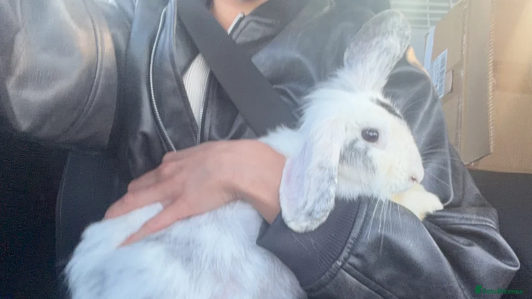 Mini Lion Lop rabbits for sale: Female Rabbit Looking for a Loving Forever Home in Worcester - Advert 1
