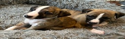 Whippet dogs for sale: Kennel club 6m old female whippet,HALO - Advert 15