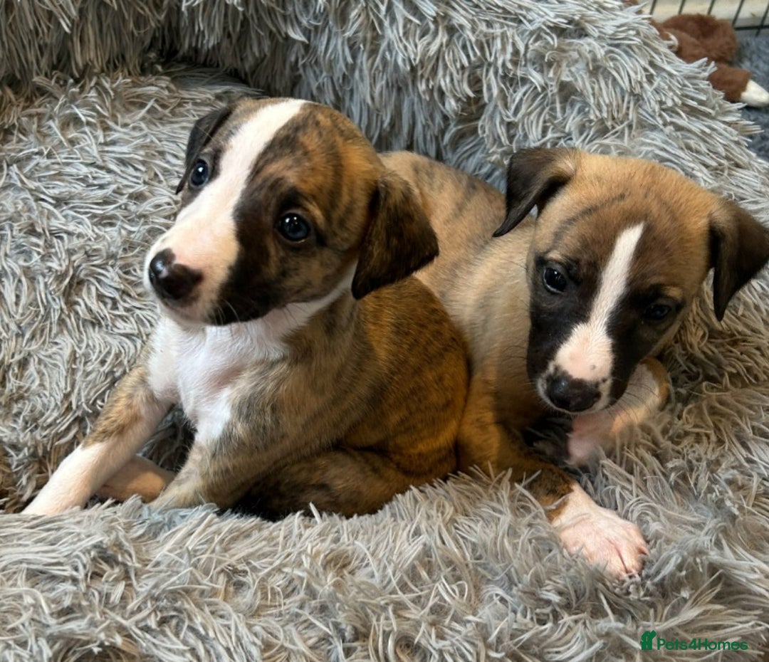 Whippet dogs for sale: Kennel club 6m old female whippet,HALO - Advert 15
