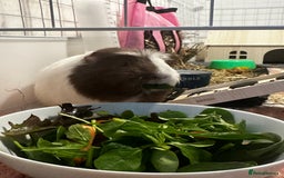 Guinea Pig rodents for sale: Guinea pigs (+cage) looking for a loving home x - Image 2