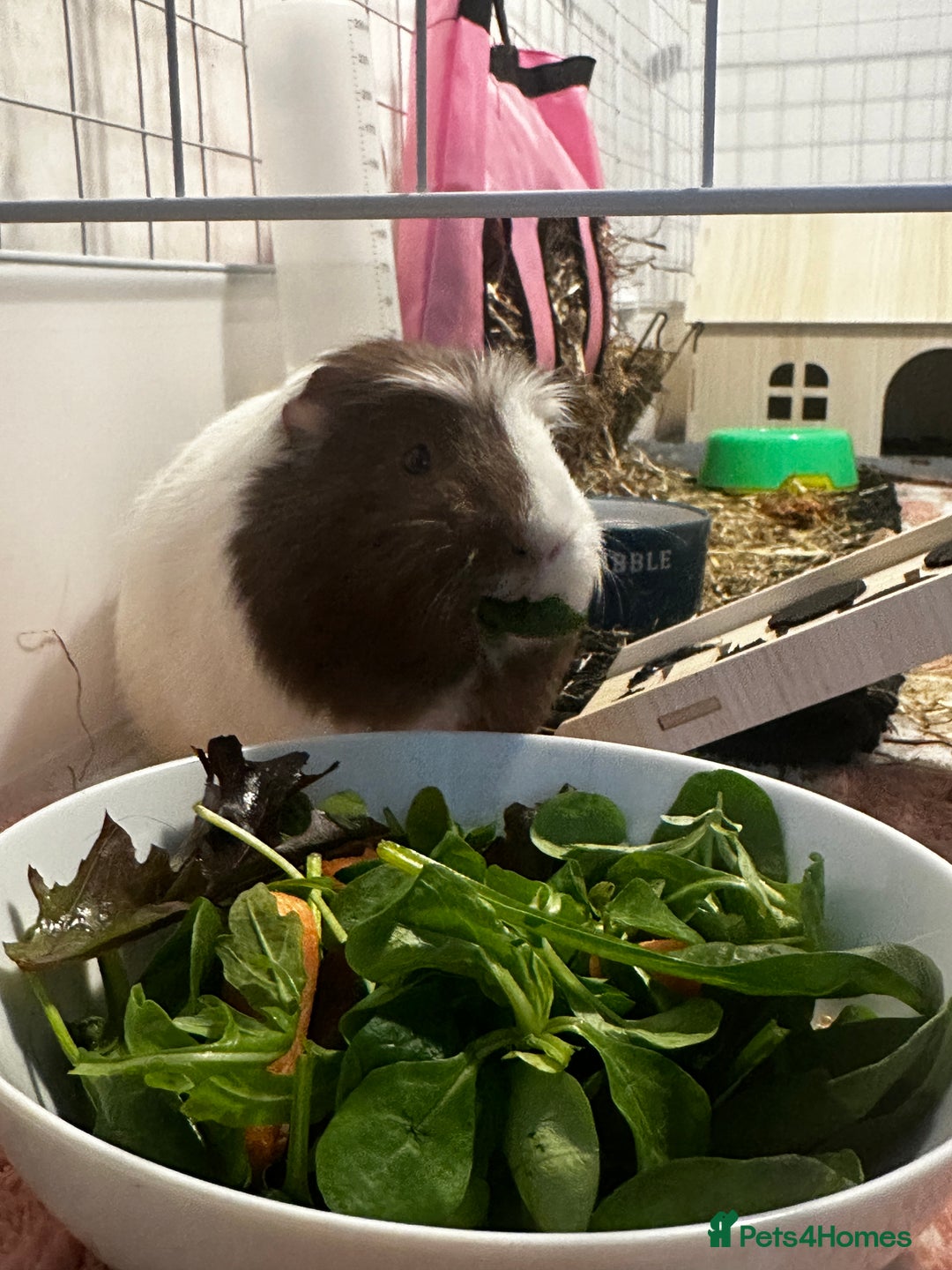 Guinea Pig rodents for sale: Guinea pigs (+cage) looking for a loving home x - Image 2