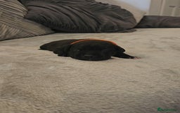 Staffordshire Bull Terrier dogs for sale:  STAFFORDSHIRE BULL TERRIERS PUPS  - Image 13