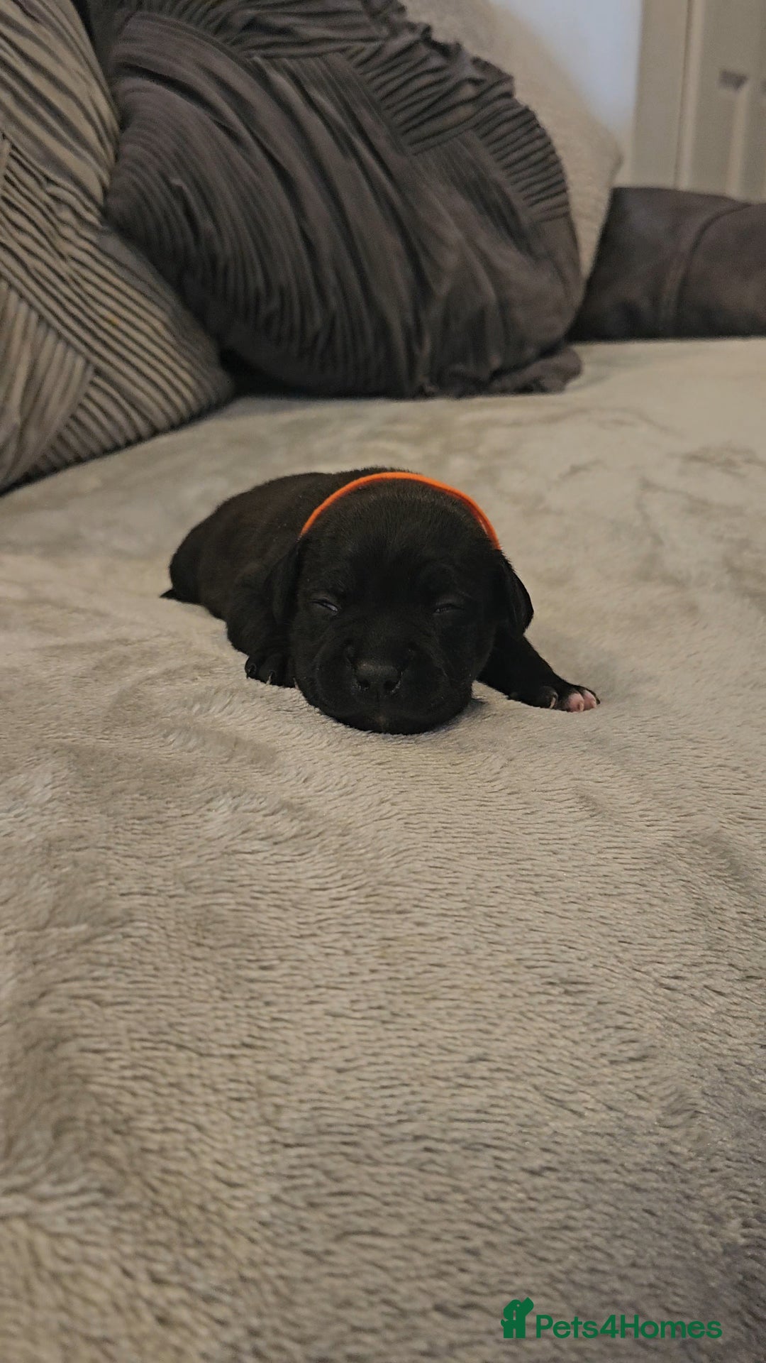 Staffordshire Bull Terrier dogs for sale:  STAFFORDSHIRE BULL TERRIERS PUPS  - Image 13