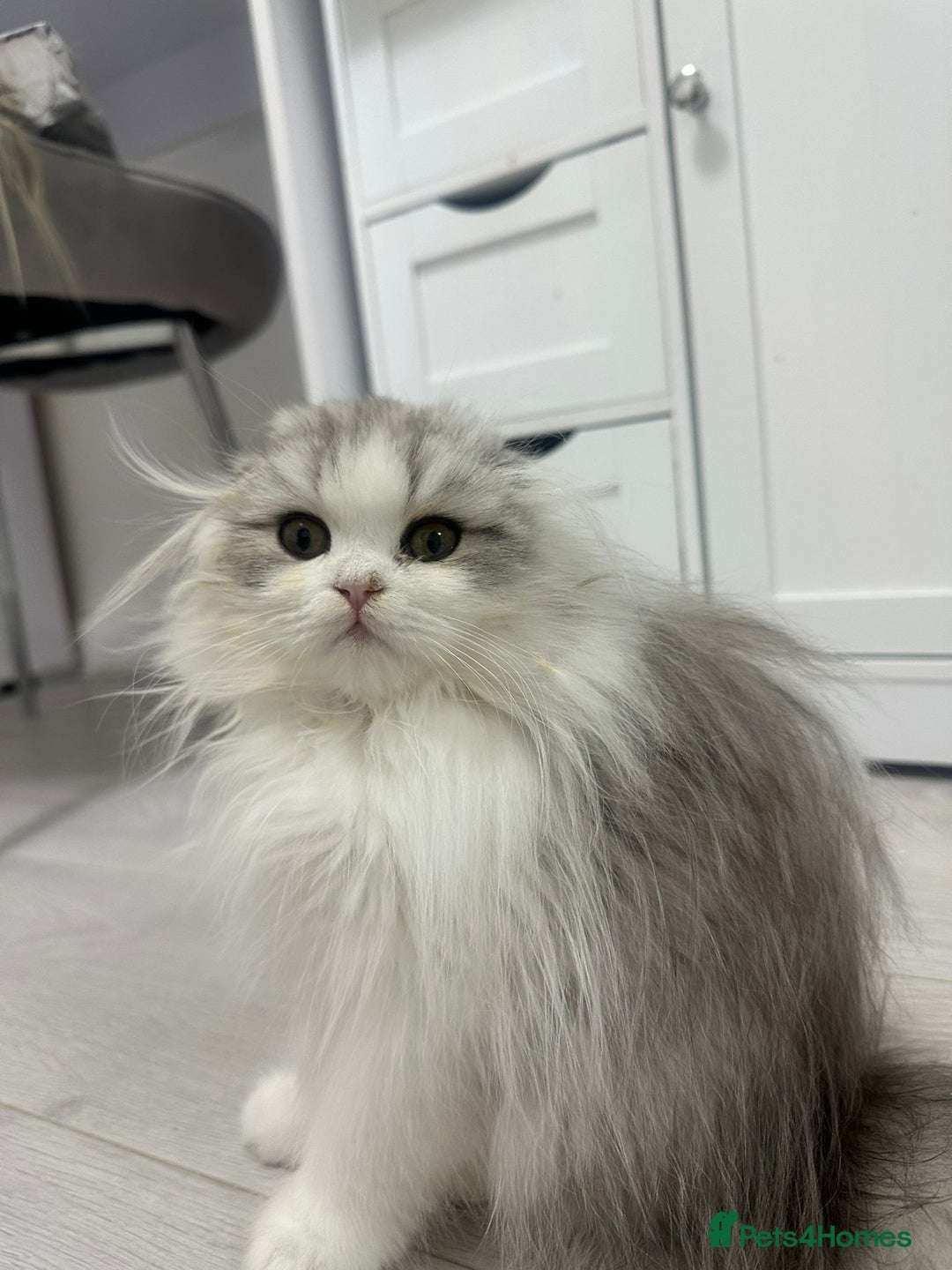 Scottish Fold cats for sale: Beautiful Longhair Silver Bicolor Kitten - Advert 2