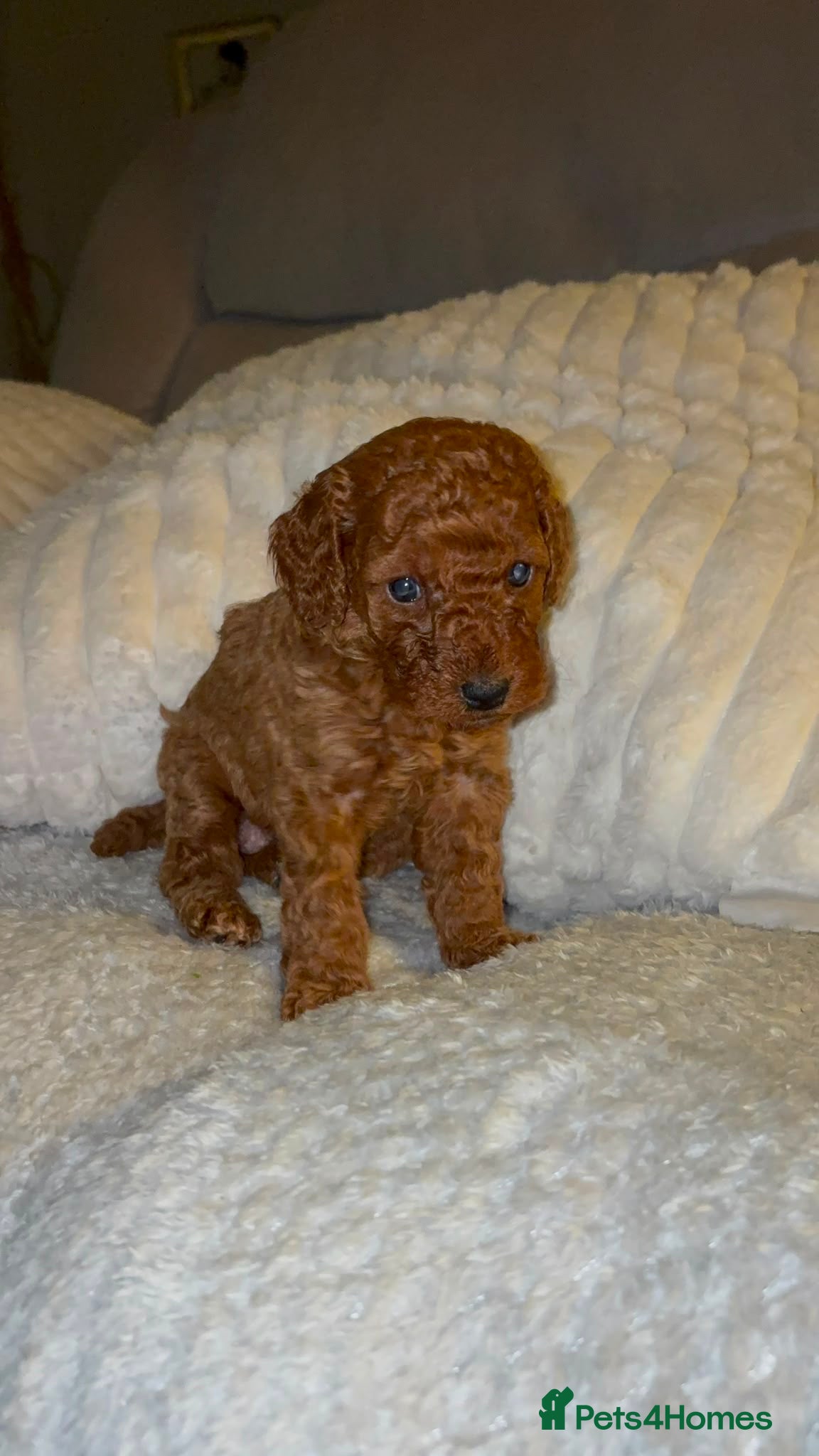 Cockapoo dogs Adorable cockapoo pups - Advert 2