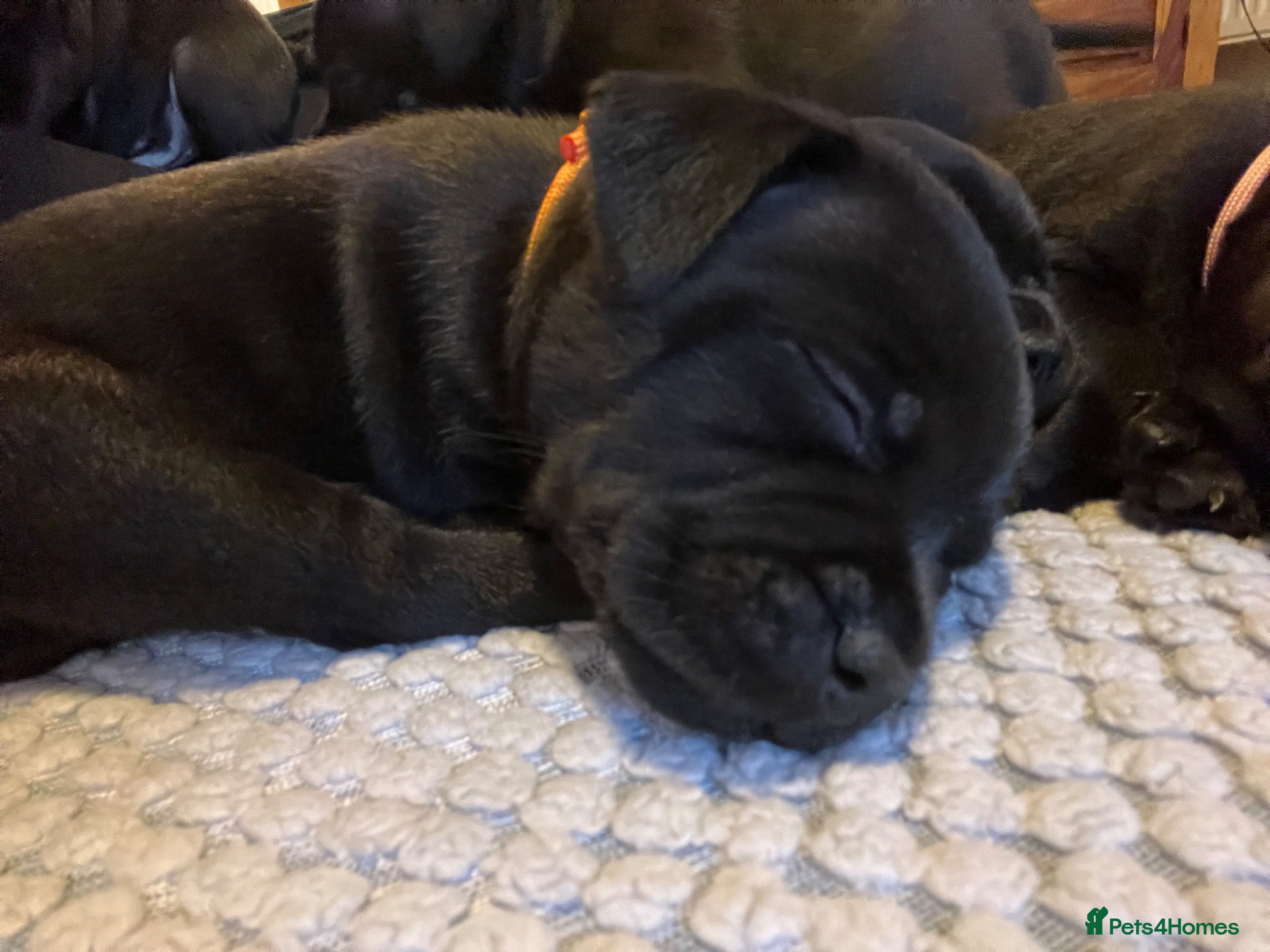 Staffordshire Bull Terrier dogs Black/blue staffy pups - Advert 9