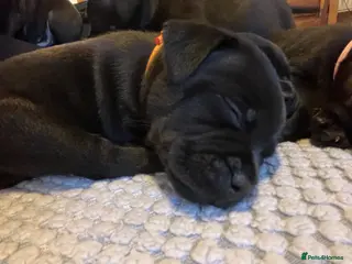 Staffordshire Bull Terrier dogs Black/blue staffy pups - Advert 9