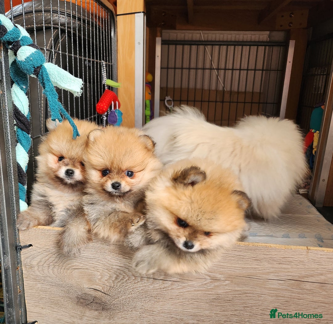 Pomeranian dogs for sale: Beautiful quality pomeranian girl puppies  - Image 9
