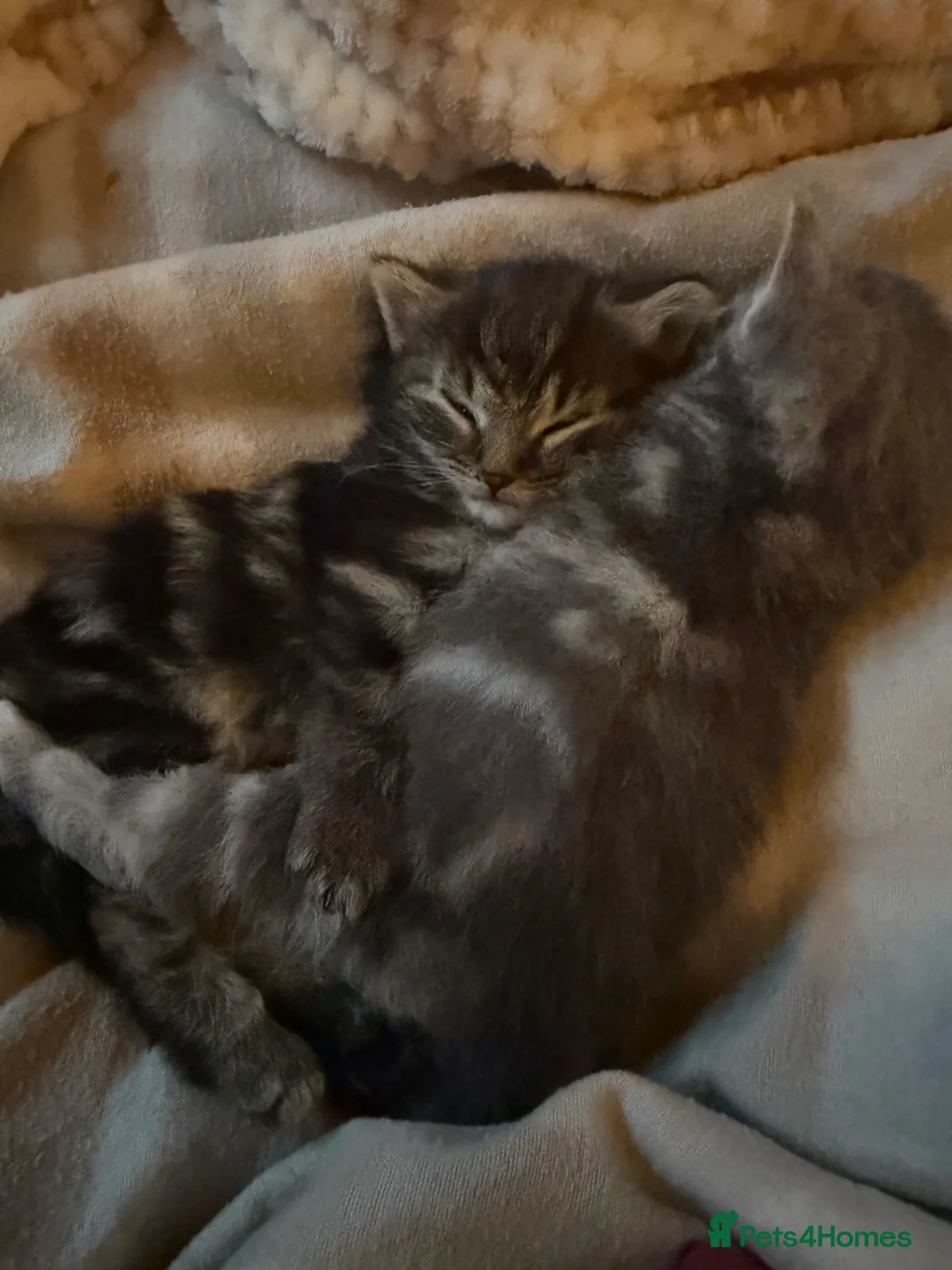 Mixed Breed cats for sale: Adorable kittens looking for postcodes  - Advert 6