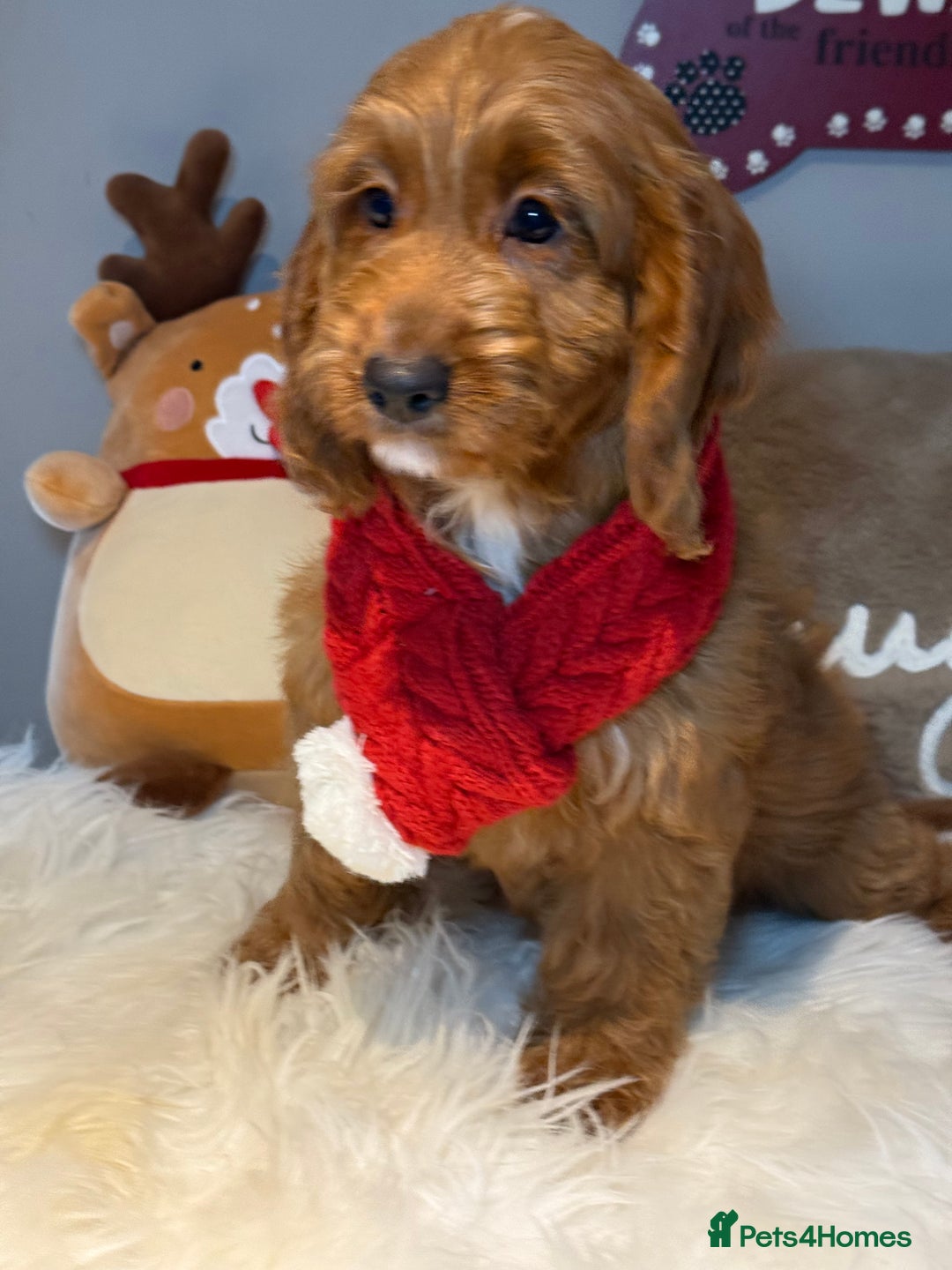 Cockapoo dogs for sale: Deep Dark Red Cockapoo Girl ready now  - Advert 2