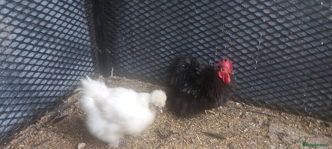 Chickens poultry for sale: female Barbu D'Anver Belgium Bantam chickens  - Image 5