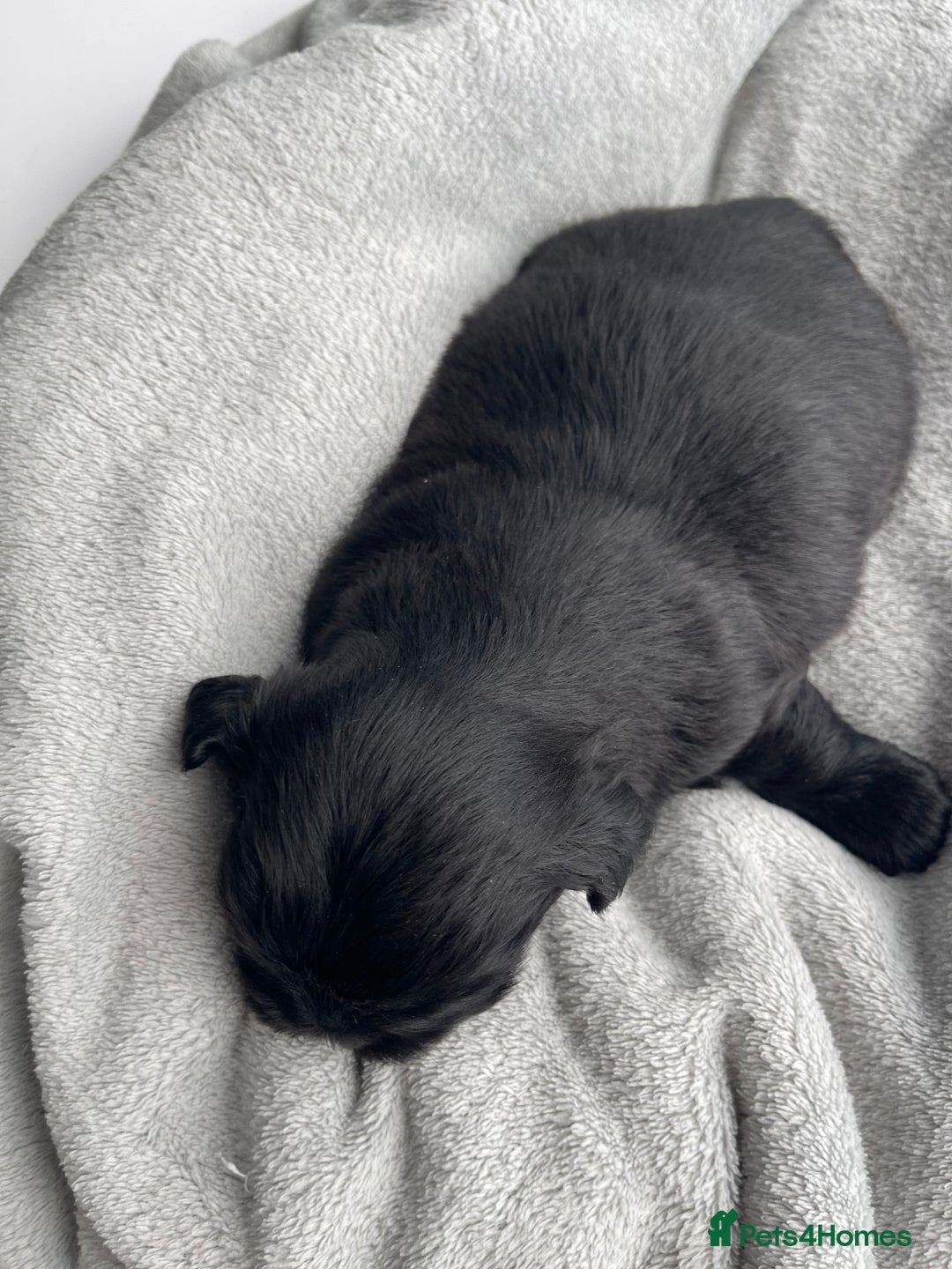 Shih Tzu dogs for sale: Kc Standard Shih Tzu puppies - Image 8