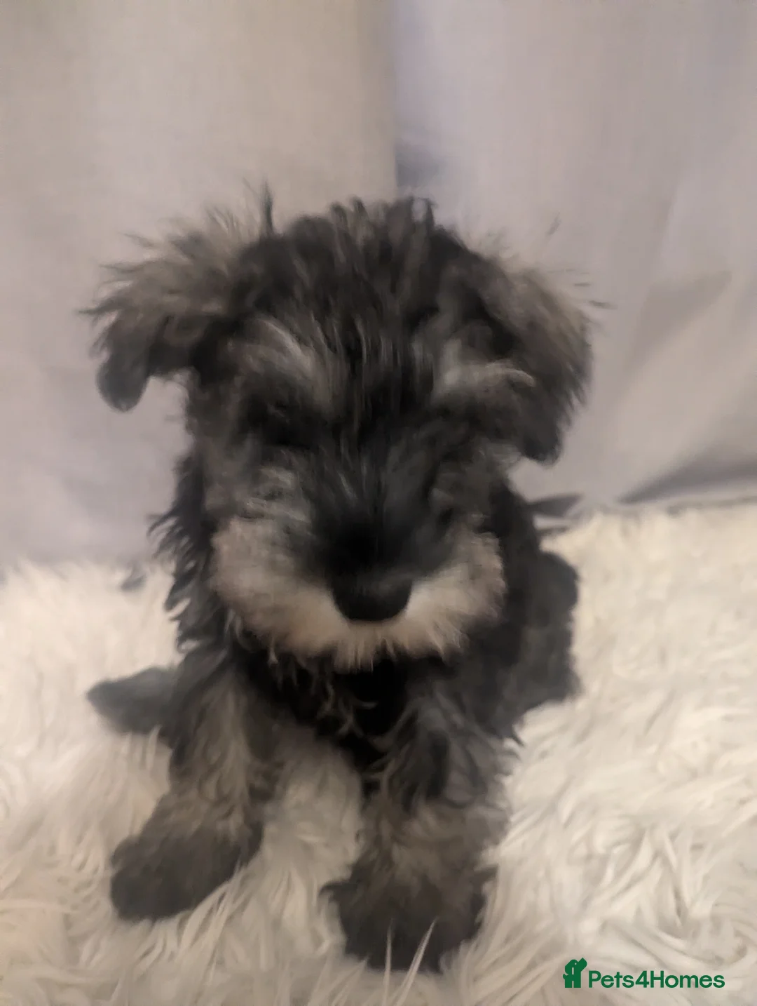 Miniature Schnauzer dogs for stud: Fully health tested, KC reg stud - Advert 21