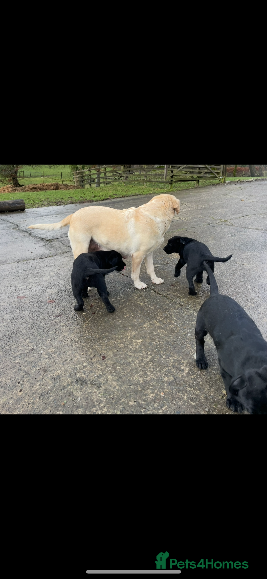 Labrador Retriever dogs for sale: 2 girls  - Advert 12