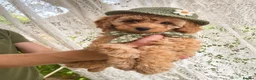 Cockapoo dogs for sale: 🐶Ready 23rd July🐶 Toy and min cockapoo F1bb. - Advert 15