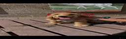 Cockapoo dogs for sale: LUCYS LAW HEALTH TESTED COCKERPOO BOY COCKERPOO - Advert 6