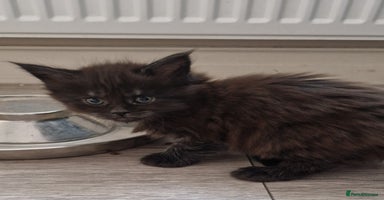 Maine Coon cats Pedigree Smoke Russian Line Mainecoons - Advert 12